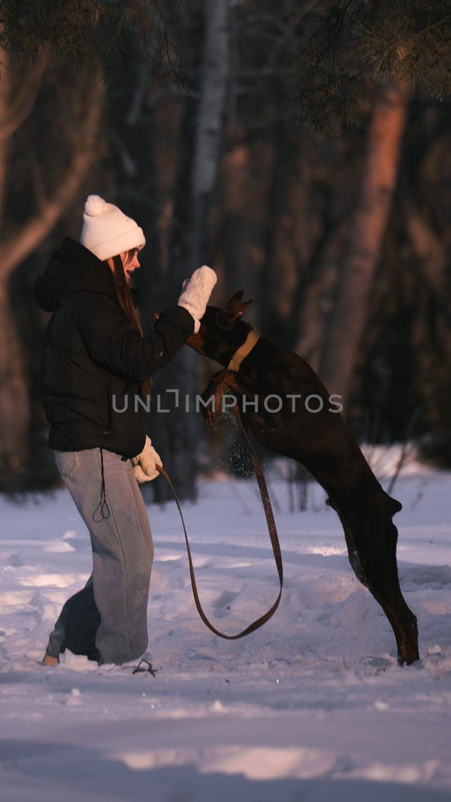 playing with a dog in nature. Doberman puppy with his owner. running with a puppy in the forest. winter frosty day in nature. puppy playing with its owner. raising a dog.