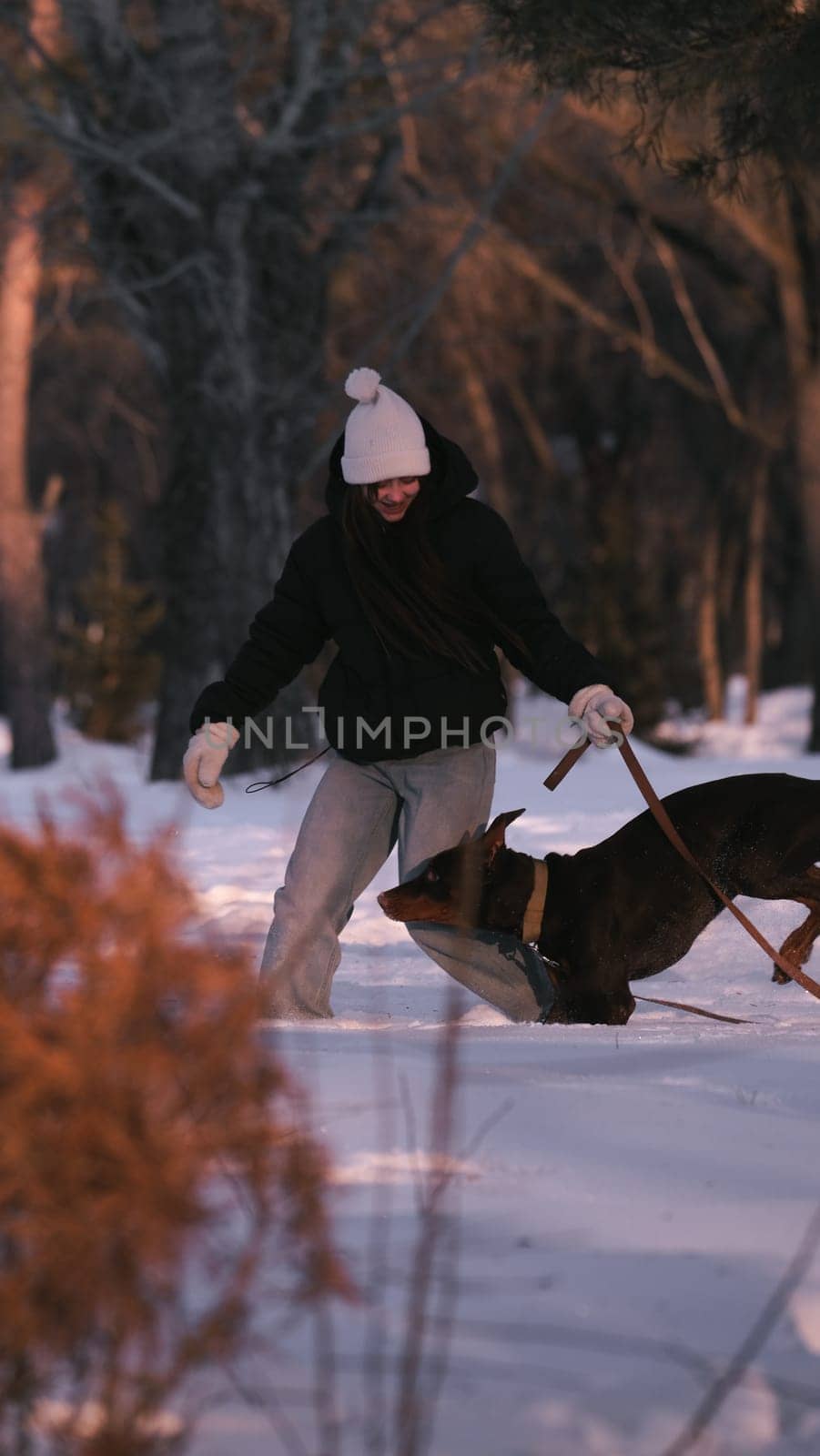playing with a dog in nature. Doberman puppy with his owner. running with a puppy in the forest. winter frosty day in nature. puppy playing with its owner. raising a dog.