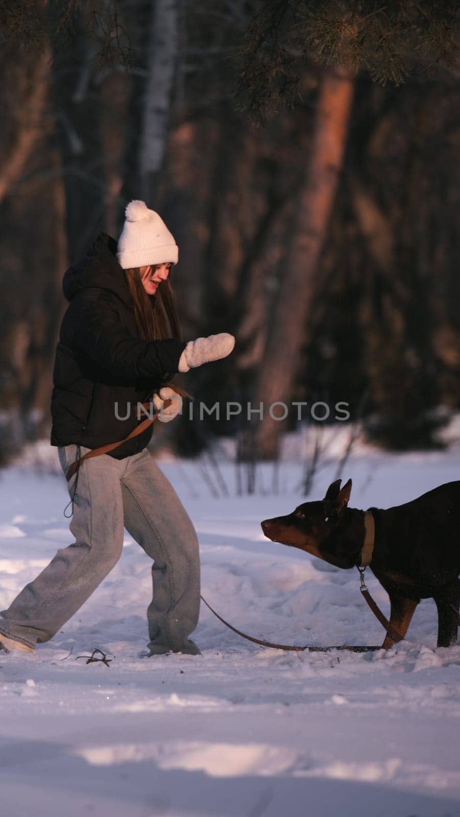playing with a dog in nature. Doberman puppy with his owner. running with a puppy in the forest. winter frosty day in nature. puppy playing with its owner. raising a dog.