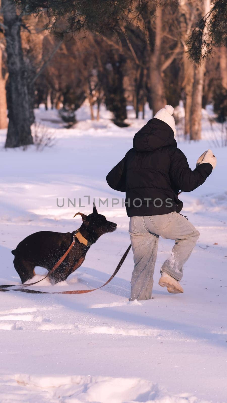 playing with a dog in nature. Doberman puppy with his owner. running with a puppy in the forest. winter frosty day in nature. puppy playing with its owner. raising a dog.