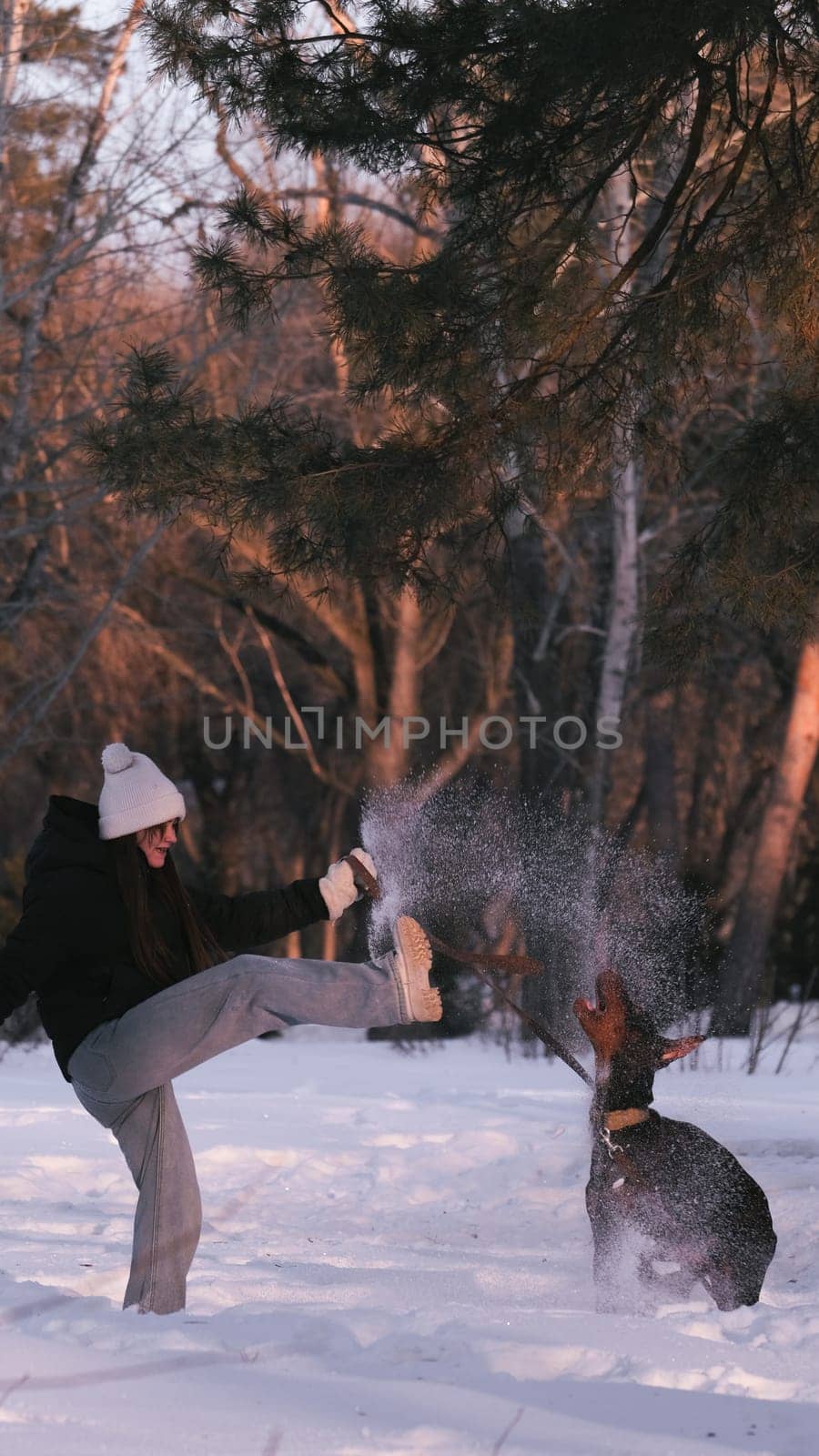 playing with a dog in nature. Doberman puppy with his owner. running with a puppy in the forest. winter frosty day in nature. puppy playing with its owner. raising a dog.