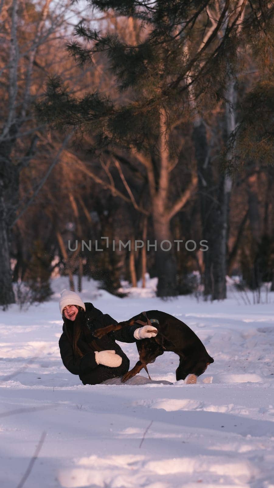 playing with a dog in nature. Doberman puppy with his owner. running with a puppy in the forest. winter frosty day in nature. puppy playing with its owner. raising a dog.