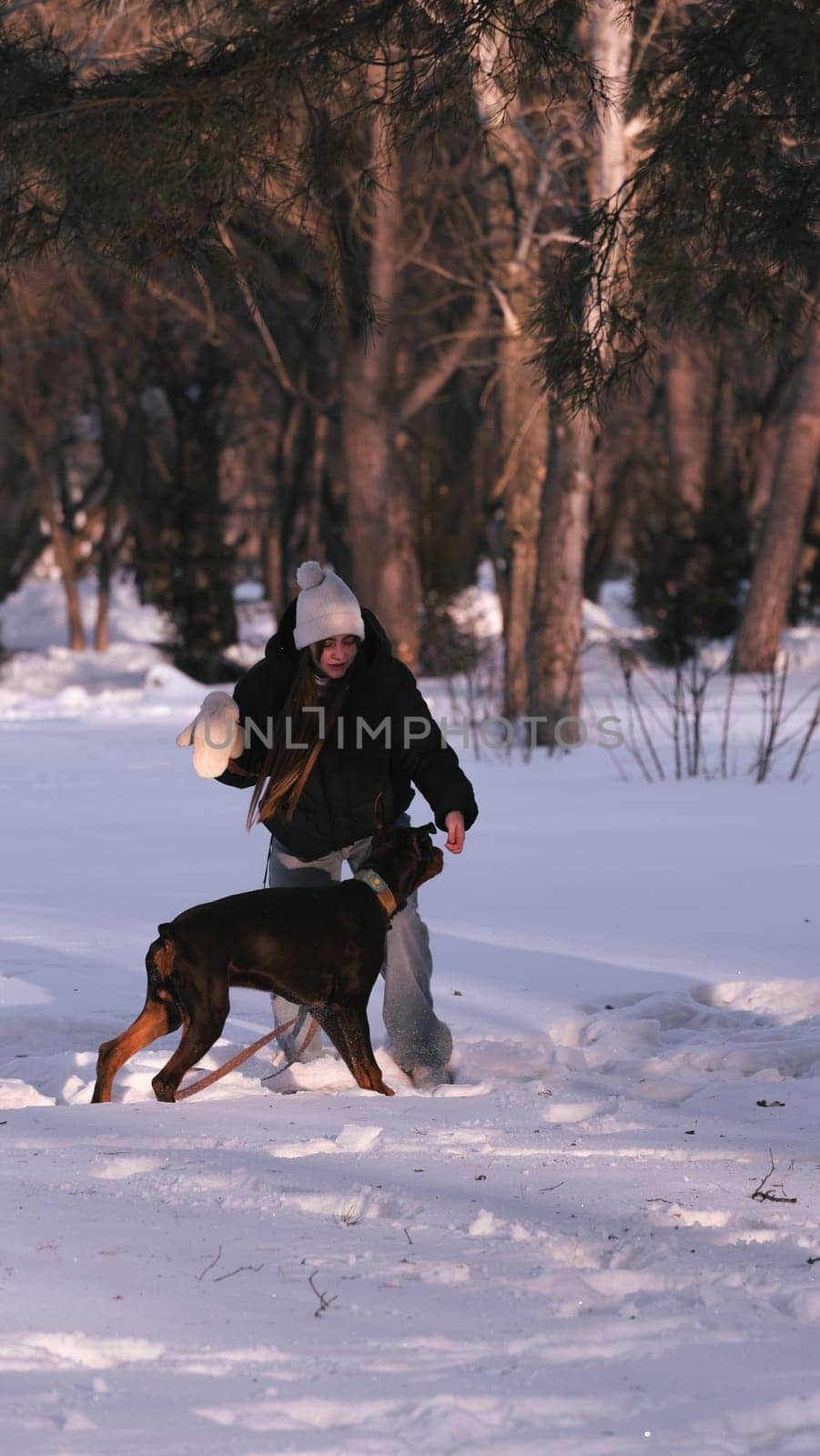 playing with a dog in nature. Doberman puppy with his owner. running with a puppy in the forest. winter frosty day in nature. puppy playing with its owner. raising a dog.