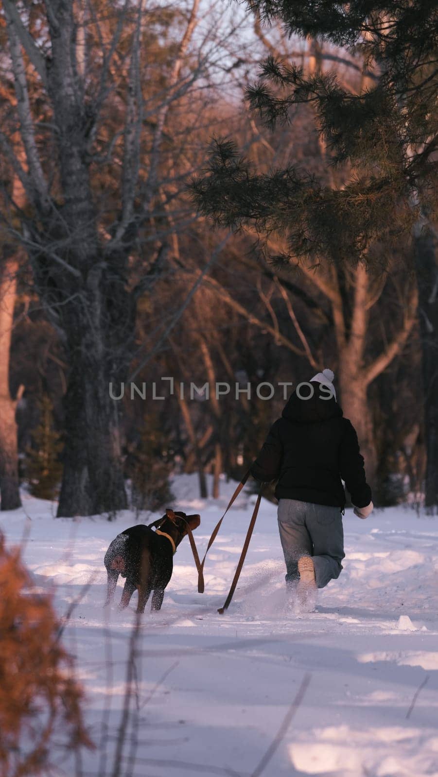 playing with a dog in nature. Doberman puppy with his owner. running with a puppy in the forest. winter frosty day in nature. puppy playing with its owner. raising a dog.