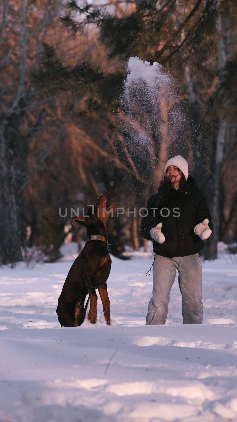 playing with a dog in nature. Doberman puppy with his owner. running with a puppy in the forest. winter frosty day in nature. puppy playing with its owner. raising a dog.