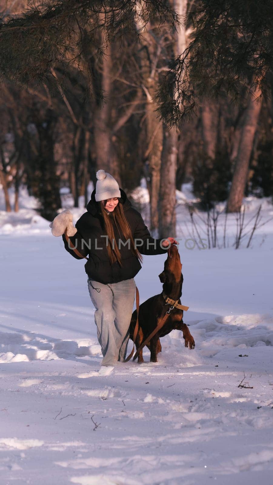 playing with a dog in nature. Doberman puppy with his owner. running with a puppy in the forest. winter frosty day in nature. puppy playing with its owner. raising a dog.