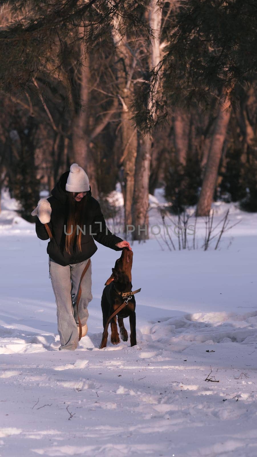 playing with a dog in nature. Doberman puppy with his owner. running with a puppy in the forest. winter frosty day in nature. puppy playing with its owner. raising a dog.