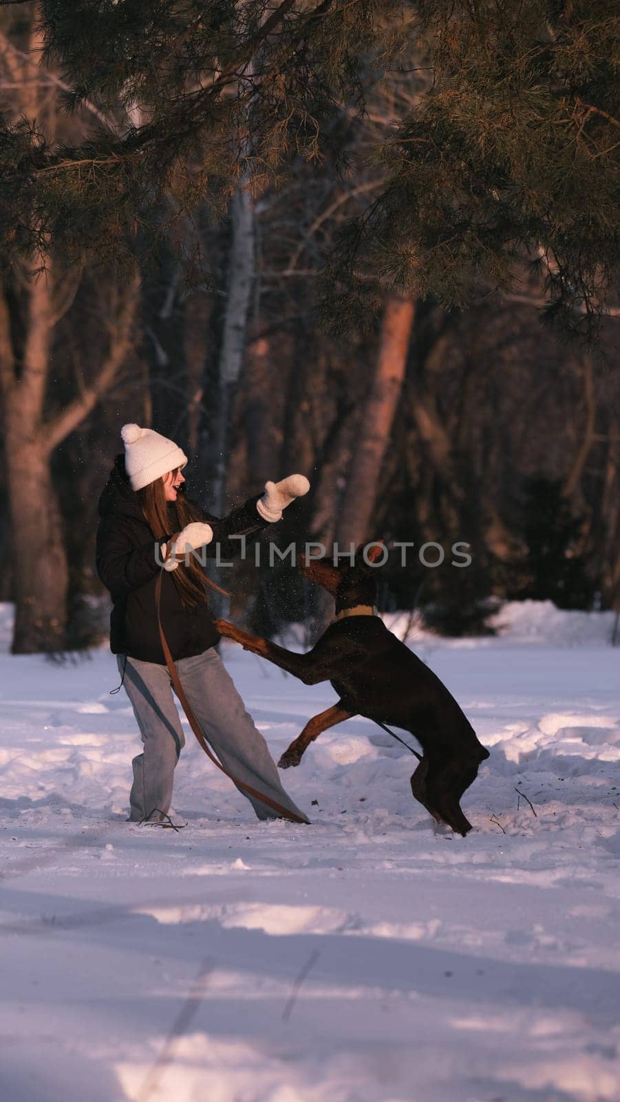 playing with a dog in nature. Doberman puppy with his owner. running with a puppy in the forest. winter frosty day in nature. puppy playing with its owner. raising a dog.