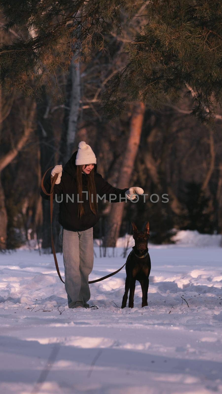 playing with a dog in nature. Doberman puppy with his owner. running with a puppy in the forest. winter frosty day in nature. puppy playing with its owner. raising a dog.