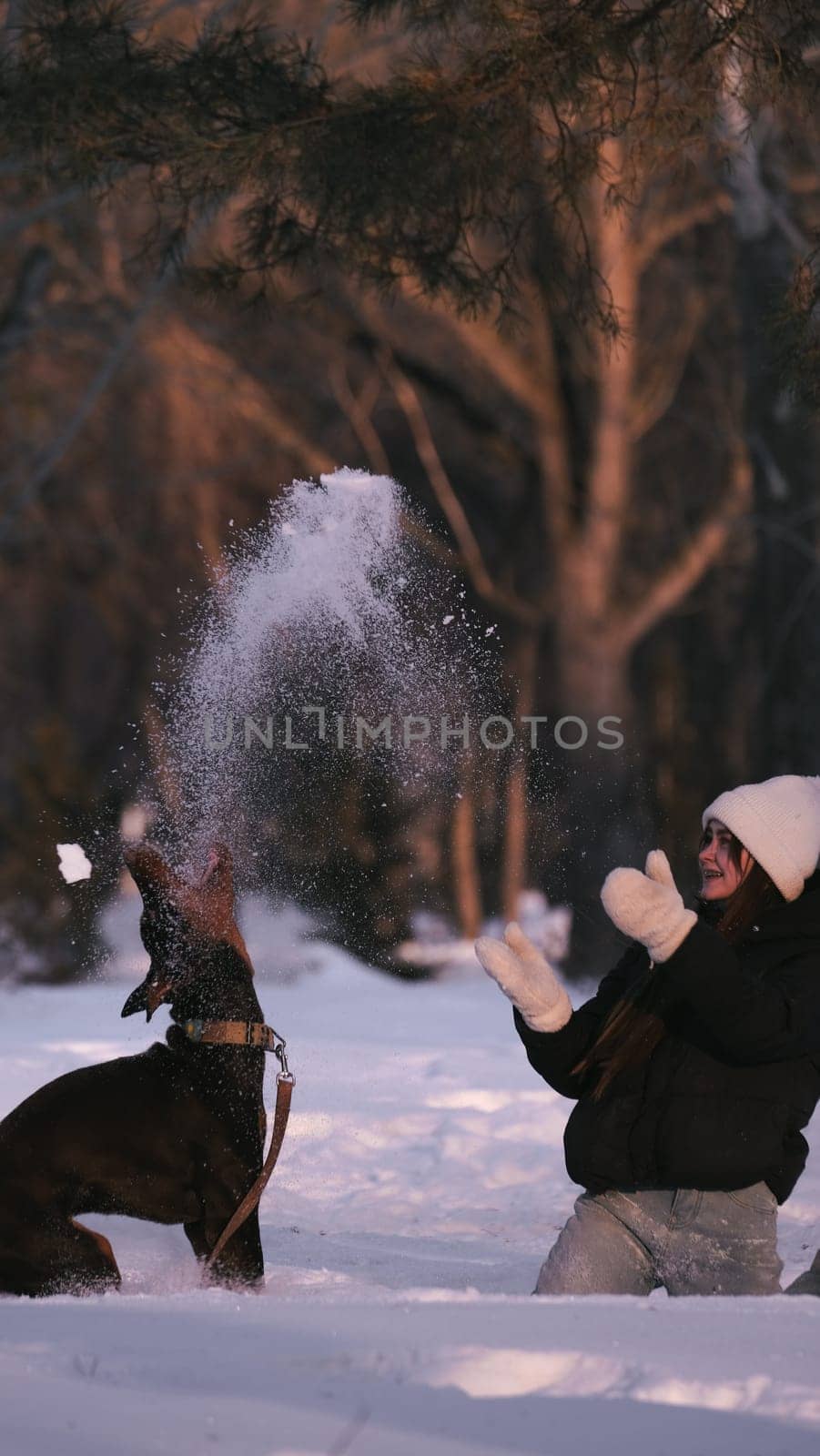 playing with a dog in nature. Doberman puppy with his owner. running with a puppy in the forest. winter frosty day in nature. puppy playing with its owner. raising a dog.