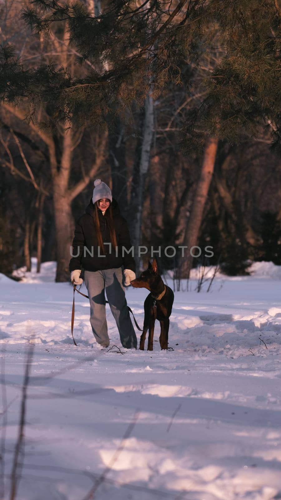 playing with a dog in nature. Doberman puppy with his owner. running with a puppy in the forest. winter frosty day in nature. puppy playing with its owner. raising a dog.