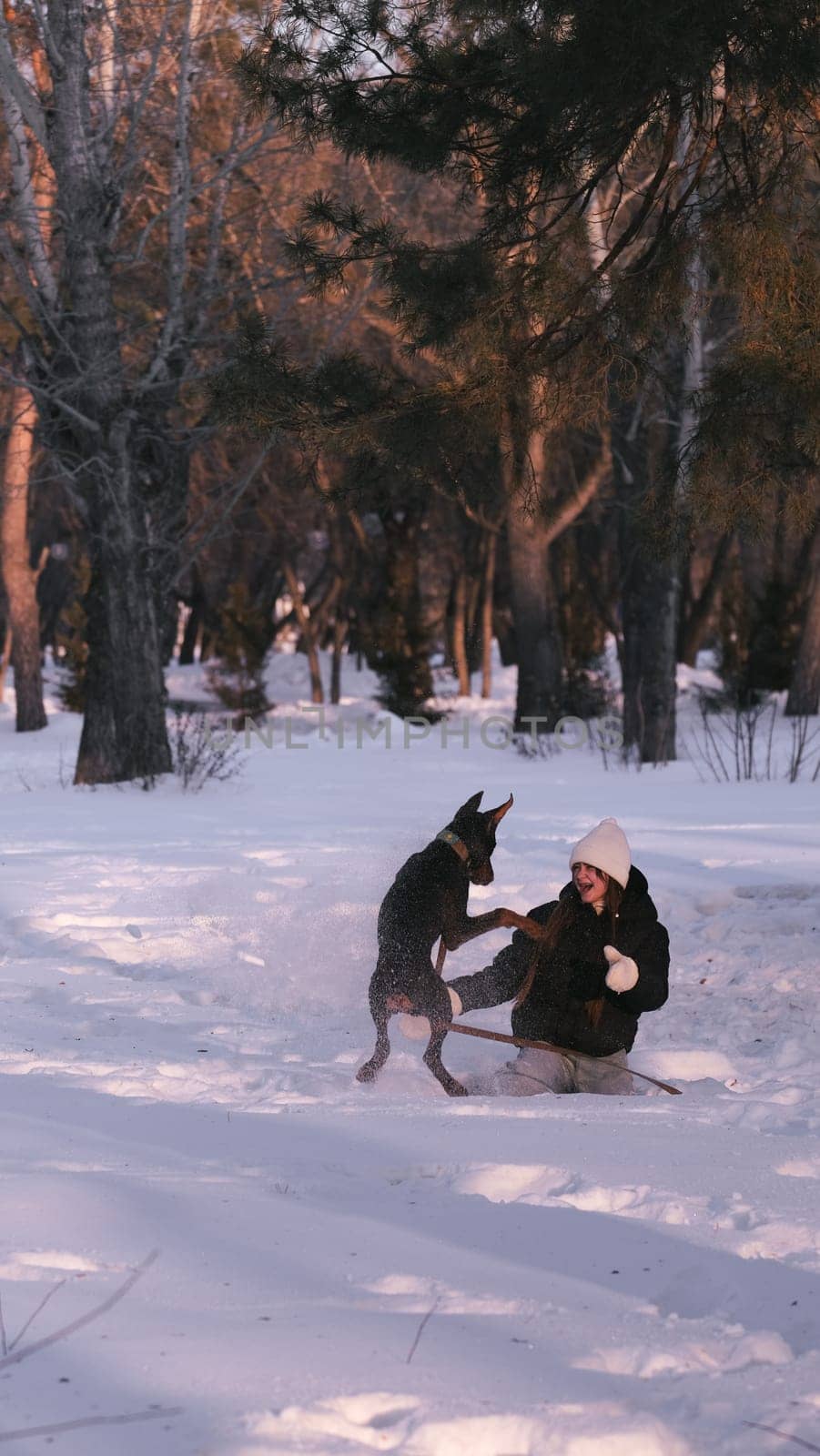 playing with a dog in nature. Doberman puppy with his owner. running with a puppy in the forest. winter frosty day in nature. puppy playing with its owner. raising a dog.