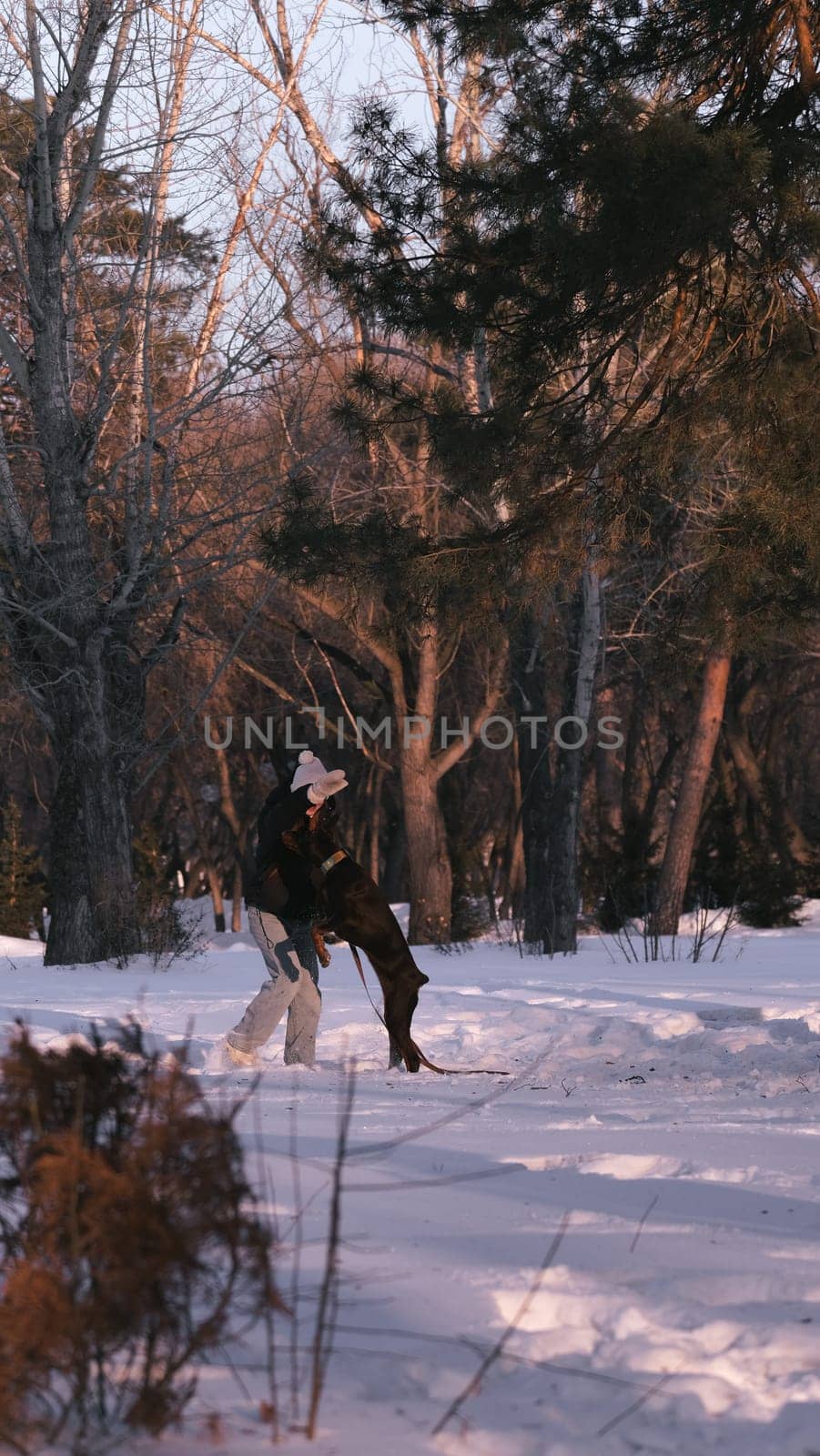 playing with a dog in nature. Doberman puppy with his owner. running with a puppy in the forest. winter frosty day in nature. puppy playing with its owner. raising a dog.