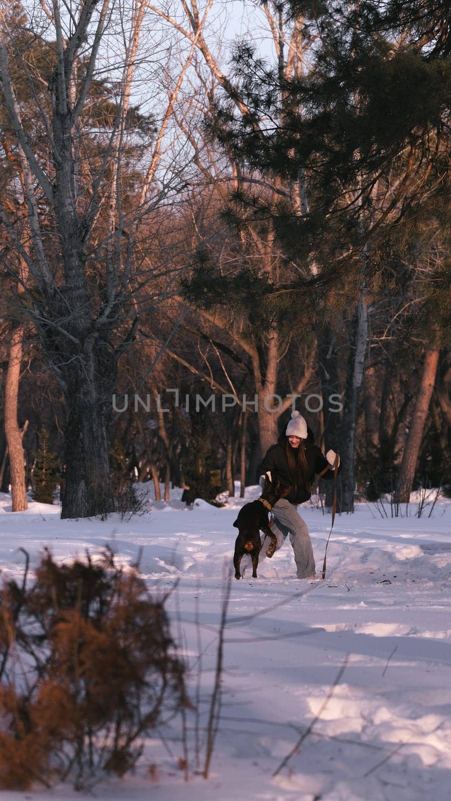 playing with a dog in nature. Doberman puppy with his owner. running with a puppy in the forest. winter frosty day in nature. puppy playing with its owner. raising a dog.