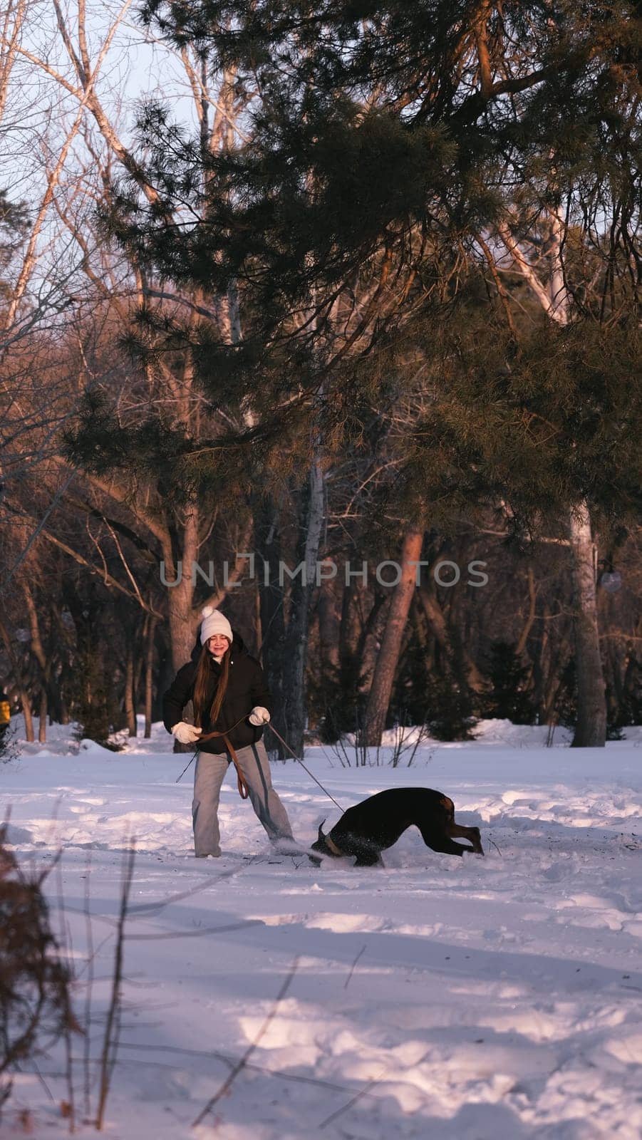 playing with a dog in nature. Doberman puppy with his owner. running with a puppy in the forest. winter frosty day in nature. puppy playing with its owner. raising a dog.