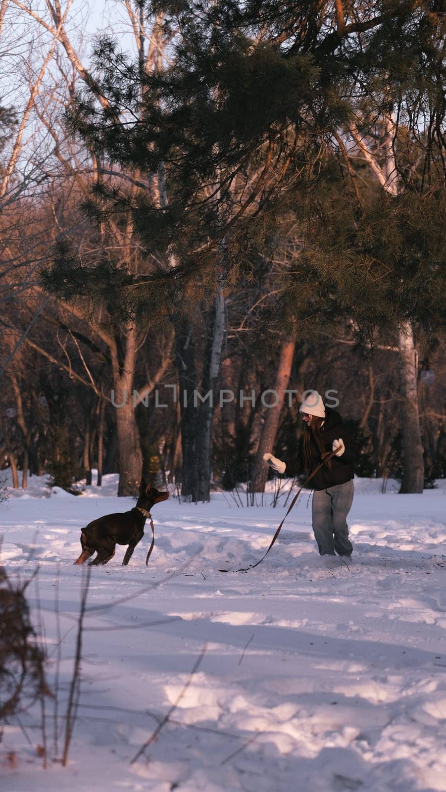 playing with a dog in nature. Doberman puppy with his owner. running with a puppy in the forest. winter frosty day in nature. puppy playing with its owner. raising a dog.