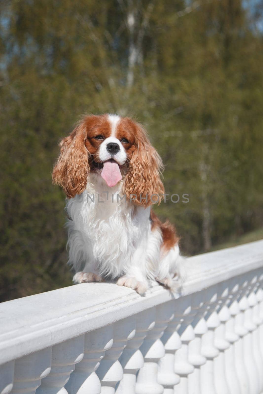 Adult dog of the Cavalier King Charles Spaniel breed, red and white, long-haired, sitting in the summer outdoors on a white plaster balustrade, against a background of green trees