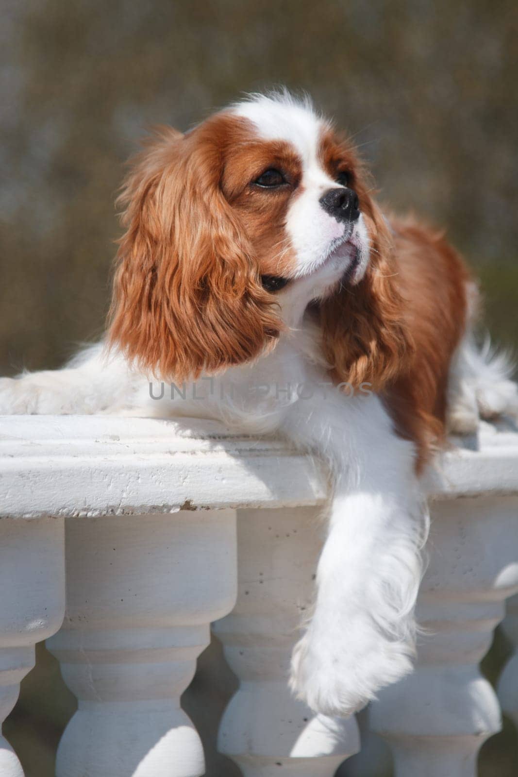 A young dog of the Cavalier King Charles Spaniel breed, red and white, long-haired, lying in the summer outdoors on a white plaster balustrade, hanging his paw