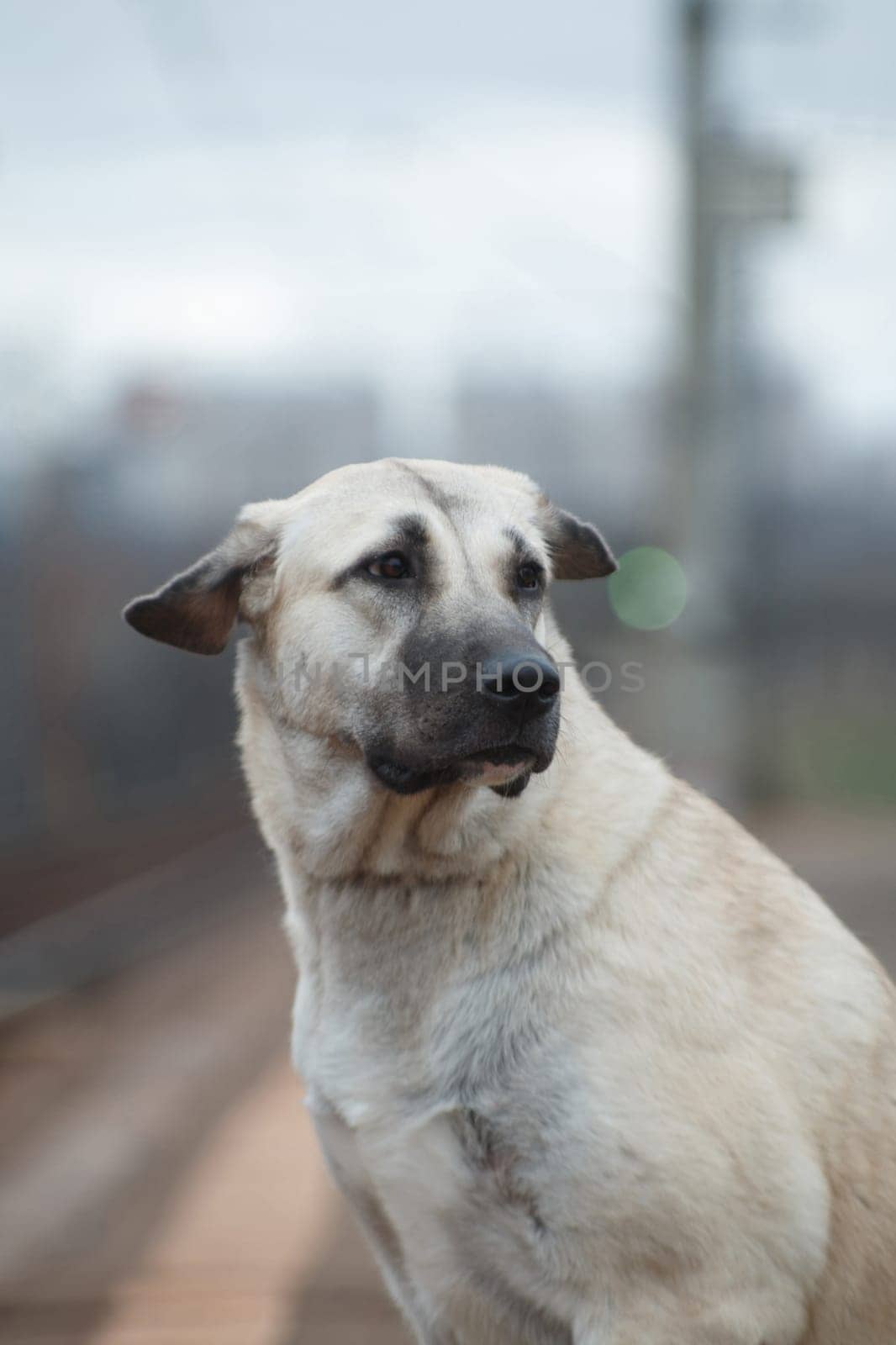 Dog breed Anatolian shepherd (kangal, carabash), lonely and sad sits against the background of the city