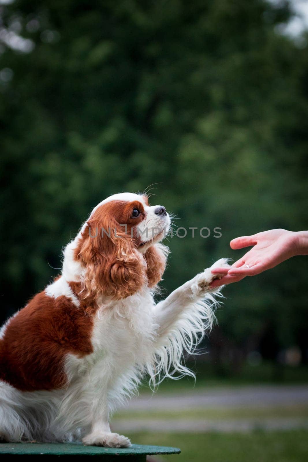 Portrait of a dog of the Cavalier King Charles Spaniel breed, red-haired with white color, long-haired, giving a paw to a man, in the summer outdoors on a green pedestal