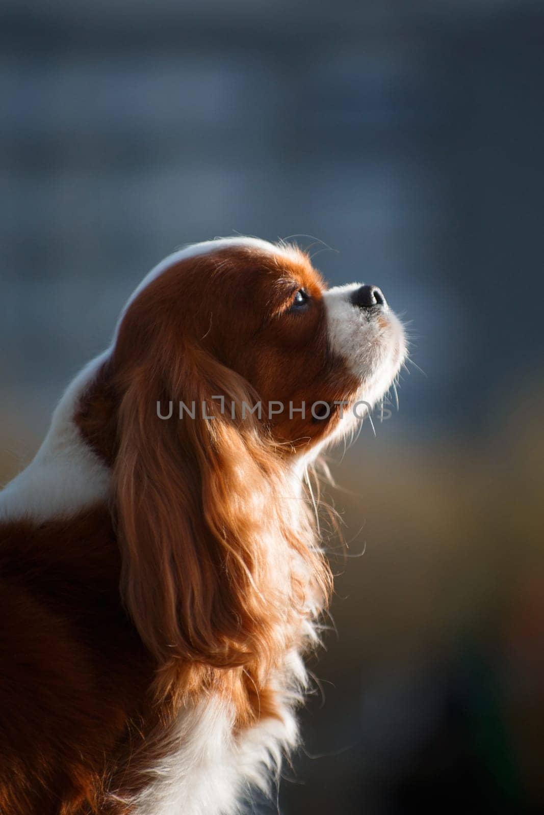 Portrait of a dog of the Cavalier King Charles Spaniel breed, red-haired with white color, long-haired, in the summer outdoors close-up on a blurred background