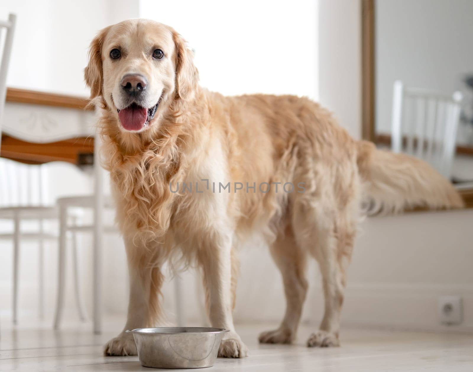 Golden Retriever Dog Near A Food Bowl At Home