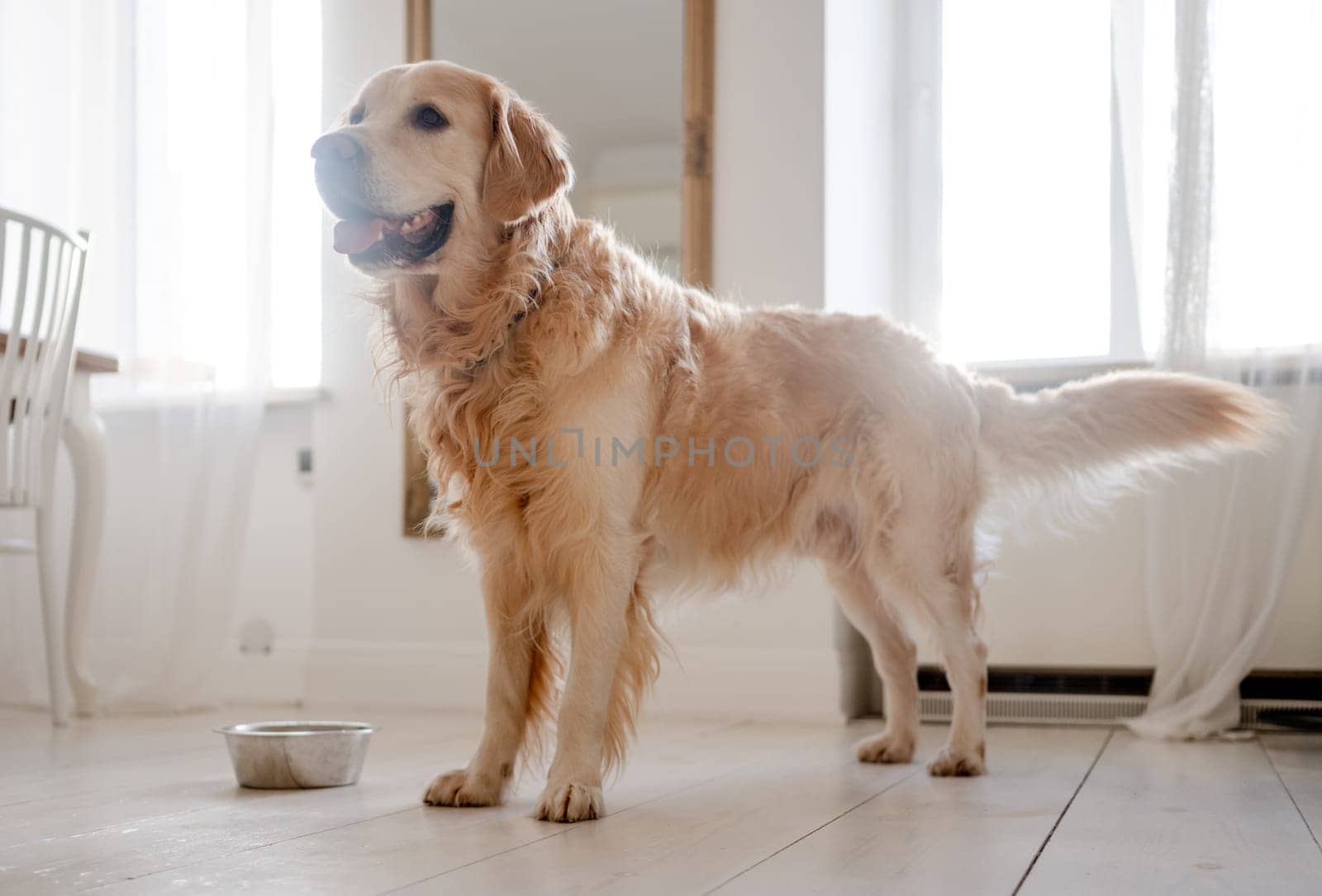 Golden Retriever Dog Near A Food Bowl At Home