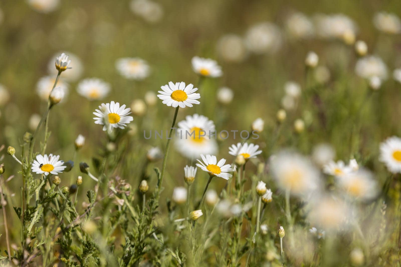 White daisies with yellow center blooming in a green meadow under sunlight, creating a peaceful and natural scene