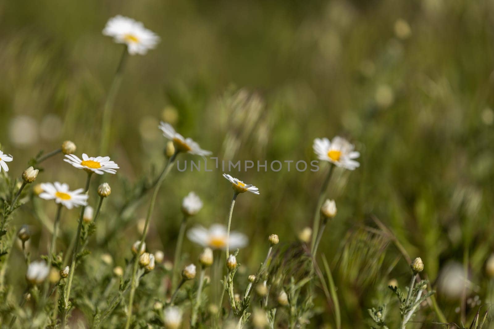 Close-up view of blooming daisies in a vibrant field, showcasing a serene and peaceful natural scene filled with beauty and freshness