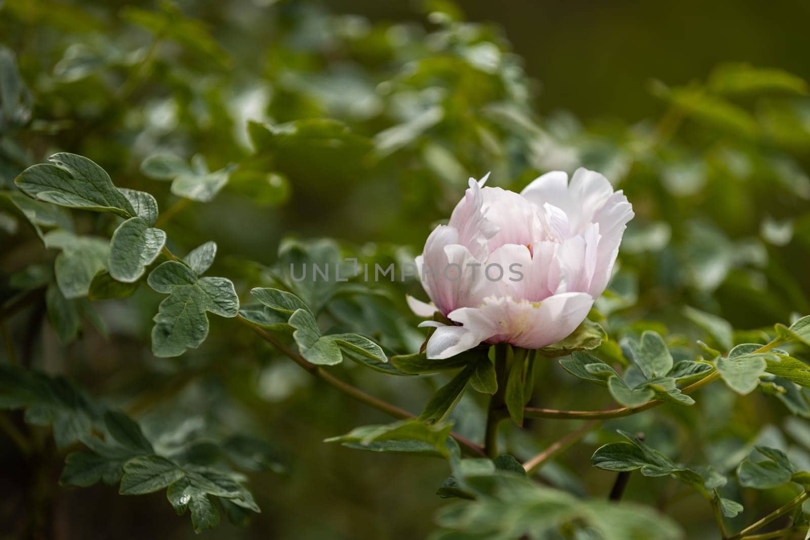 Close up of a soft pink peony flower blooming amidst vibrant green foliage, capturing the essence of spring in a serene garden setting