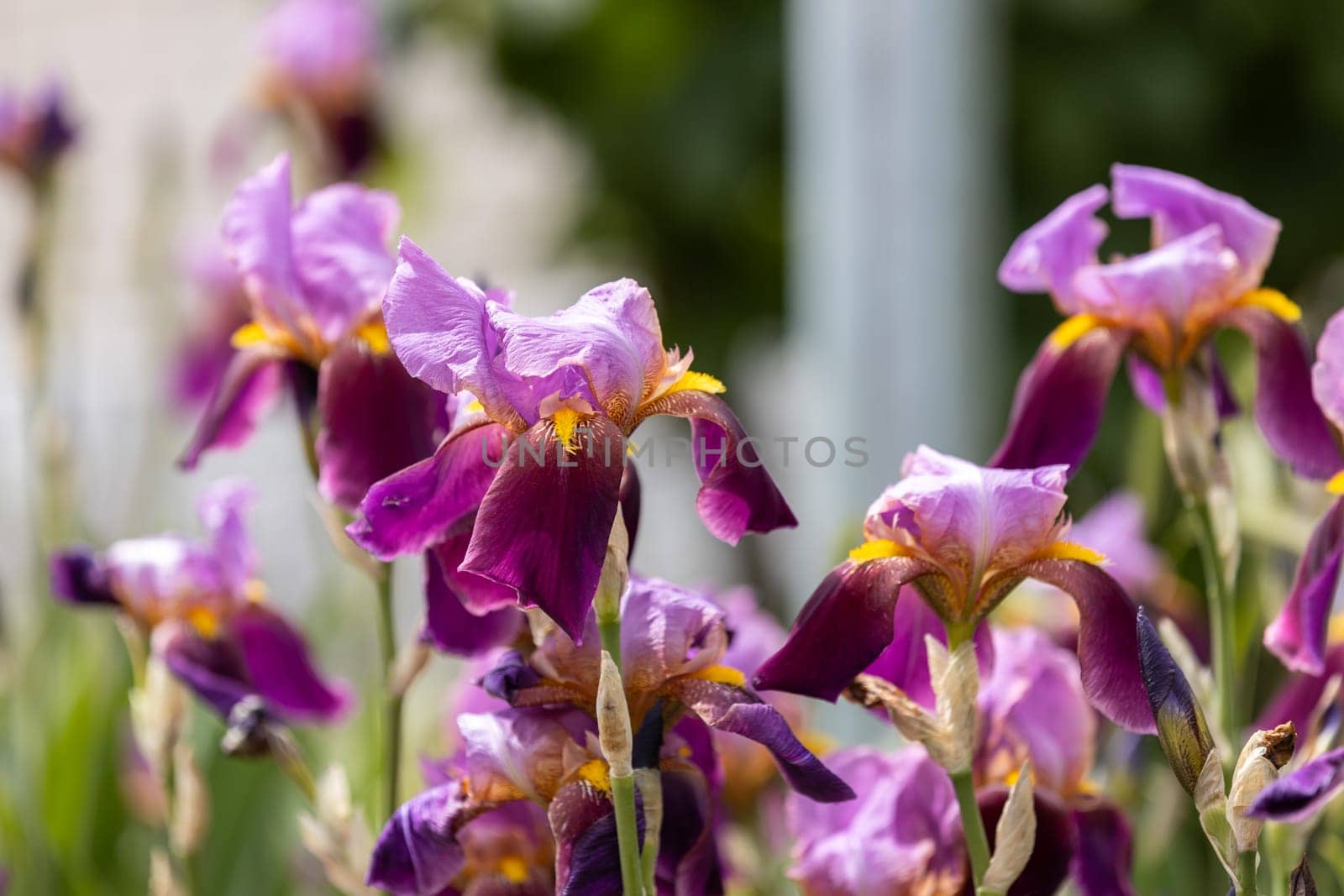Blooming purple iris flowers brightening a garden under the warm sunlight of a sunny summer day, showcasing nature's vibrant beauty