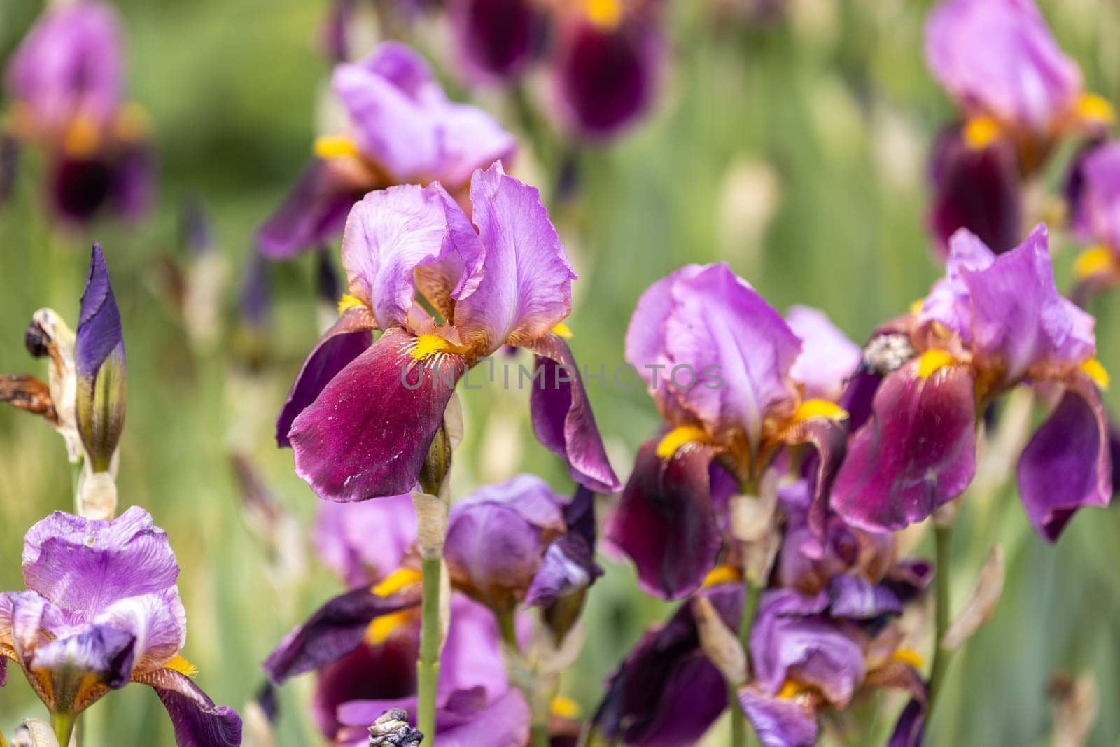 Beautiful purple and burgundy iris flowers are blooming in a garden, adding vibrant color to the spring landscape