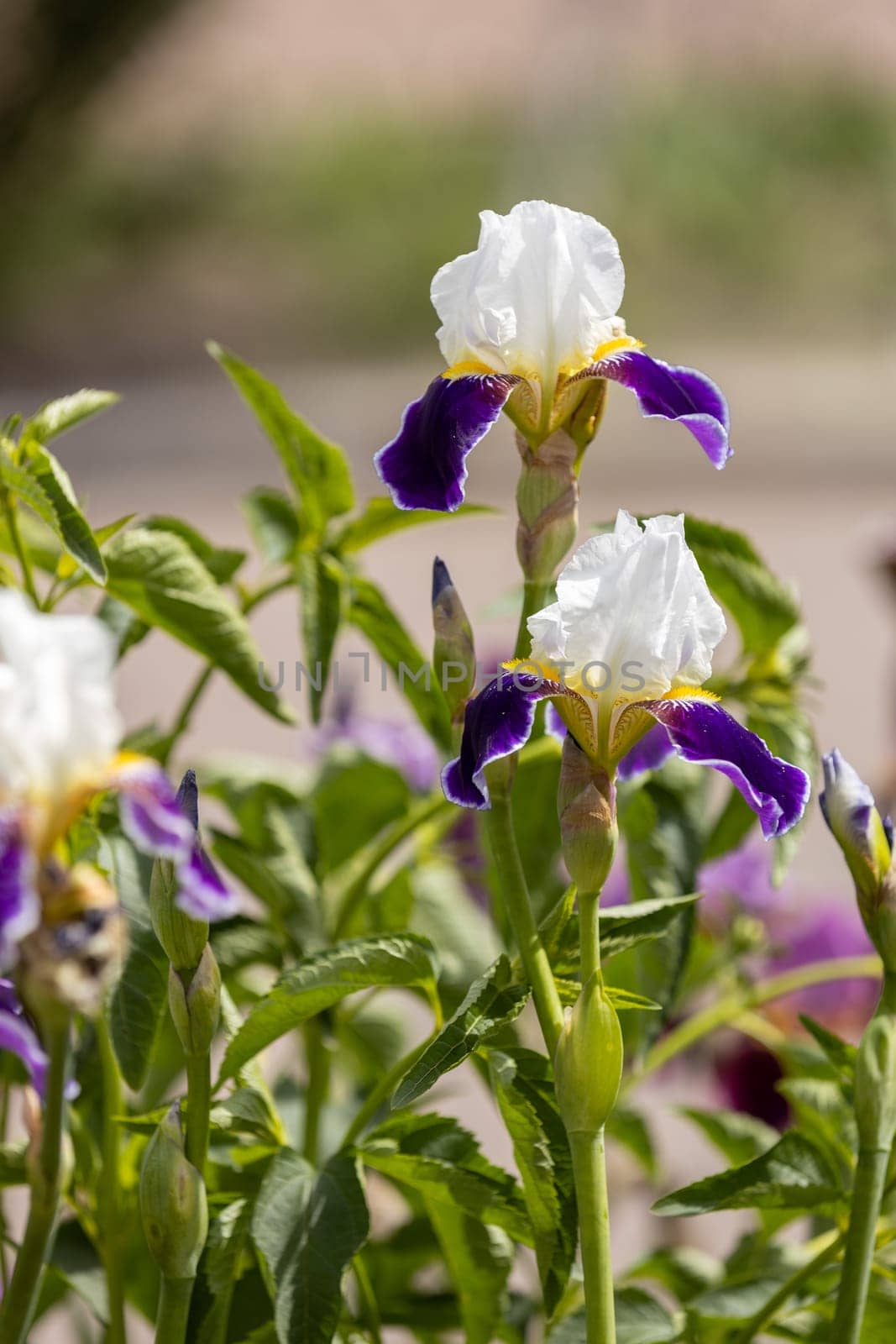 Blooming white and purple irises fill a vibrant garden, basking in the warm sunlight and showcasing the beauty of nature