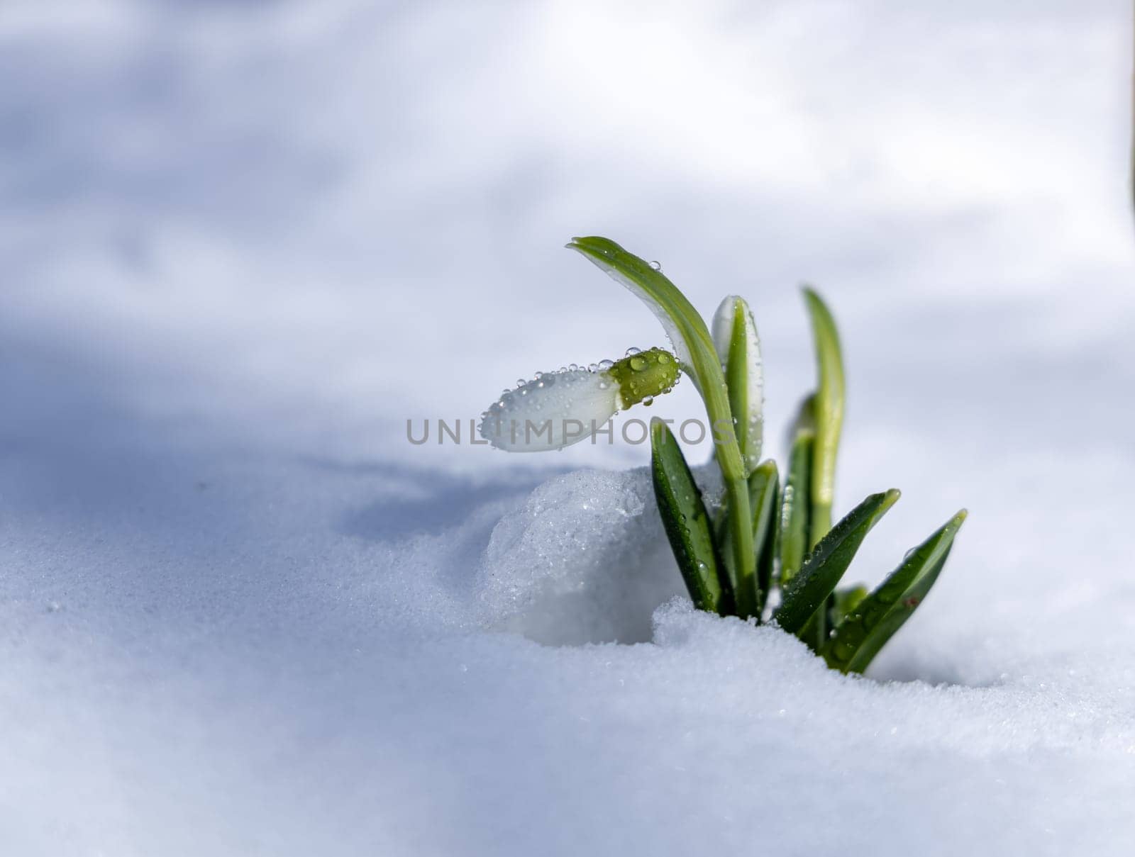 Close-up of a delicate snowdrop flower pushing through a blanket of fresh snow, symbolizing the arrival of spring and the resilience of nature