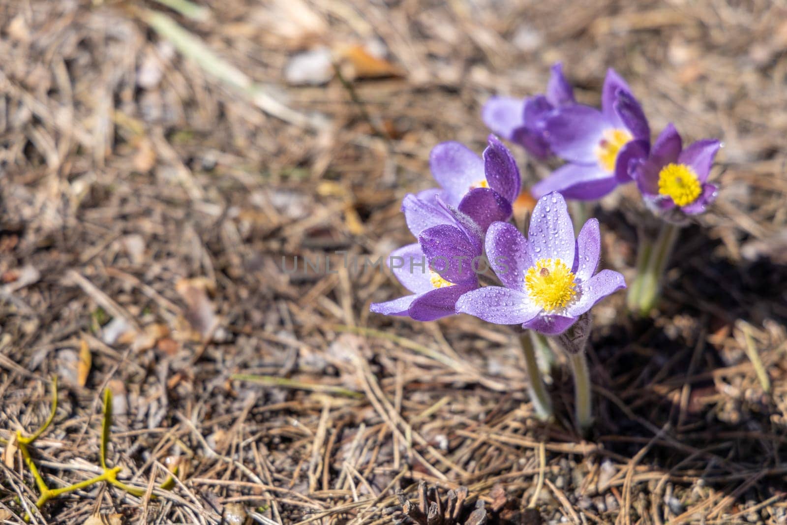 Beautiful purple pasqueflowers blooming in early spring sunlight, bringing vibrant color to the dry pine needle forest floor