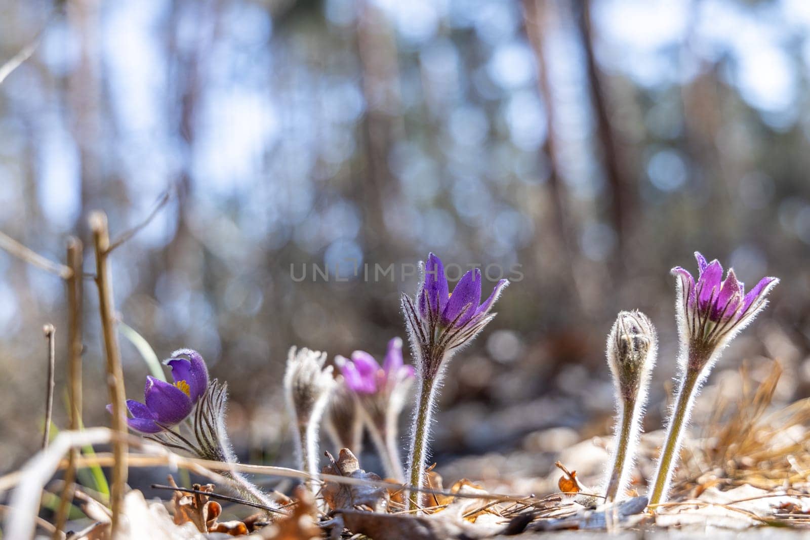Blooming purple pulsatilla flowers thriving in a sunny spring forest, creating a vibrant display of beauty in the natural environment