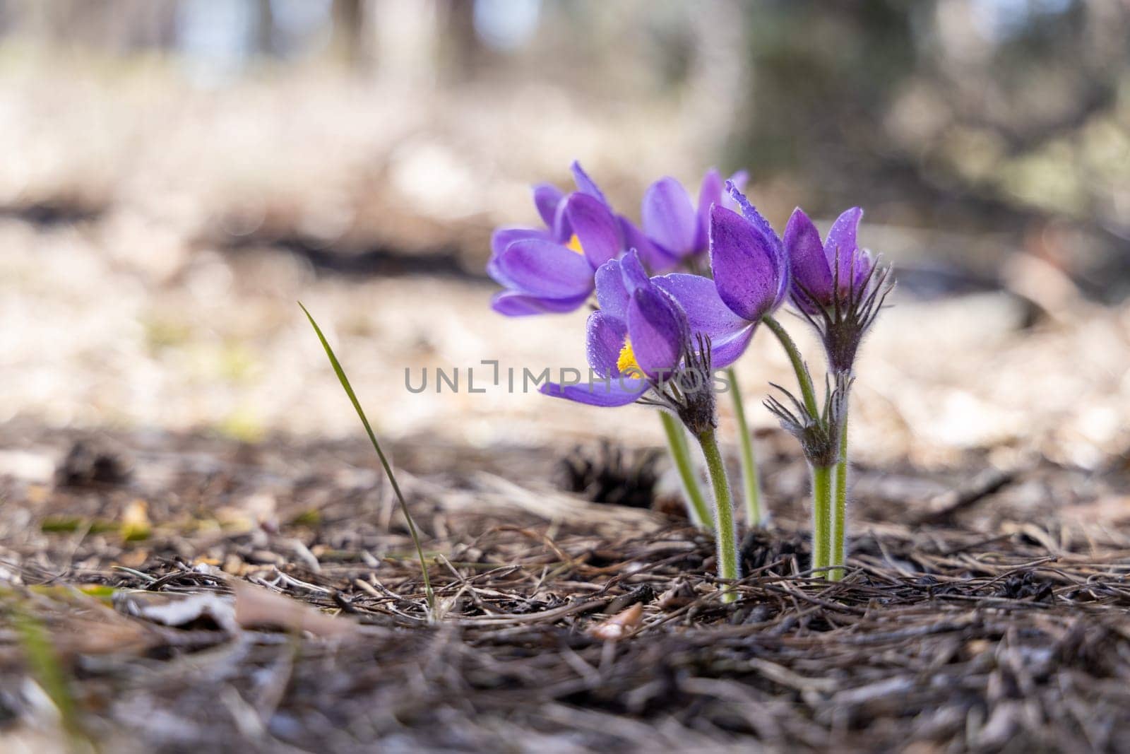 Beautiful purple pulsatilla patens flowers are growing from the ground in a spring forest