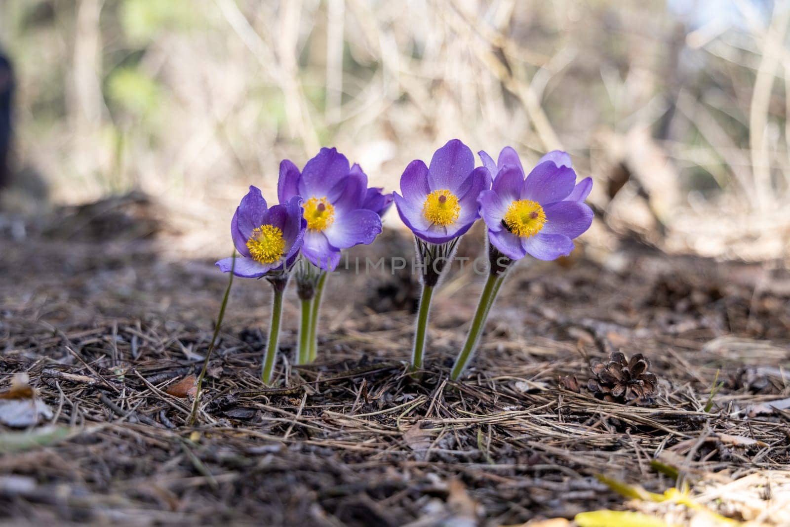 Group of purple pasqueflowers growing in pine needles on forest floor, celebrating the arrival of spring