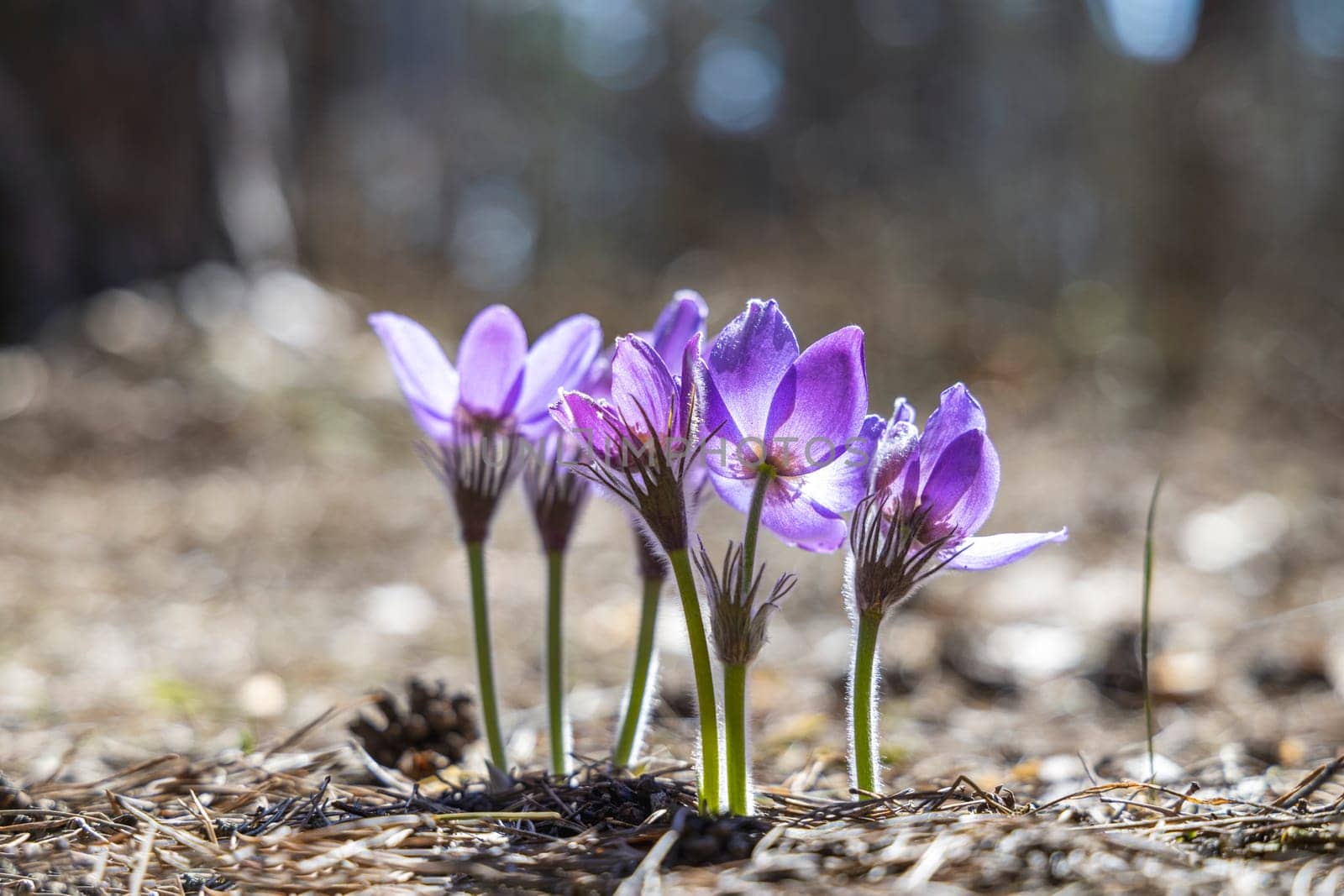 Blooming purple pulsatilla patens flowers thriving in a vibrant spring forest, showcasing nature's beauty in a serene woodland setting