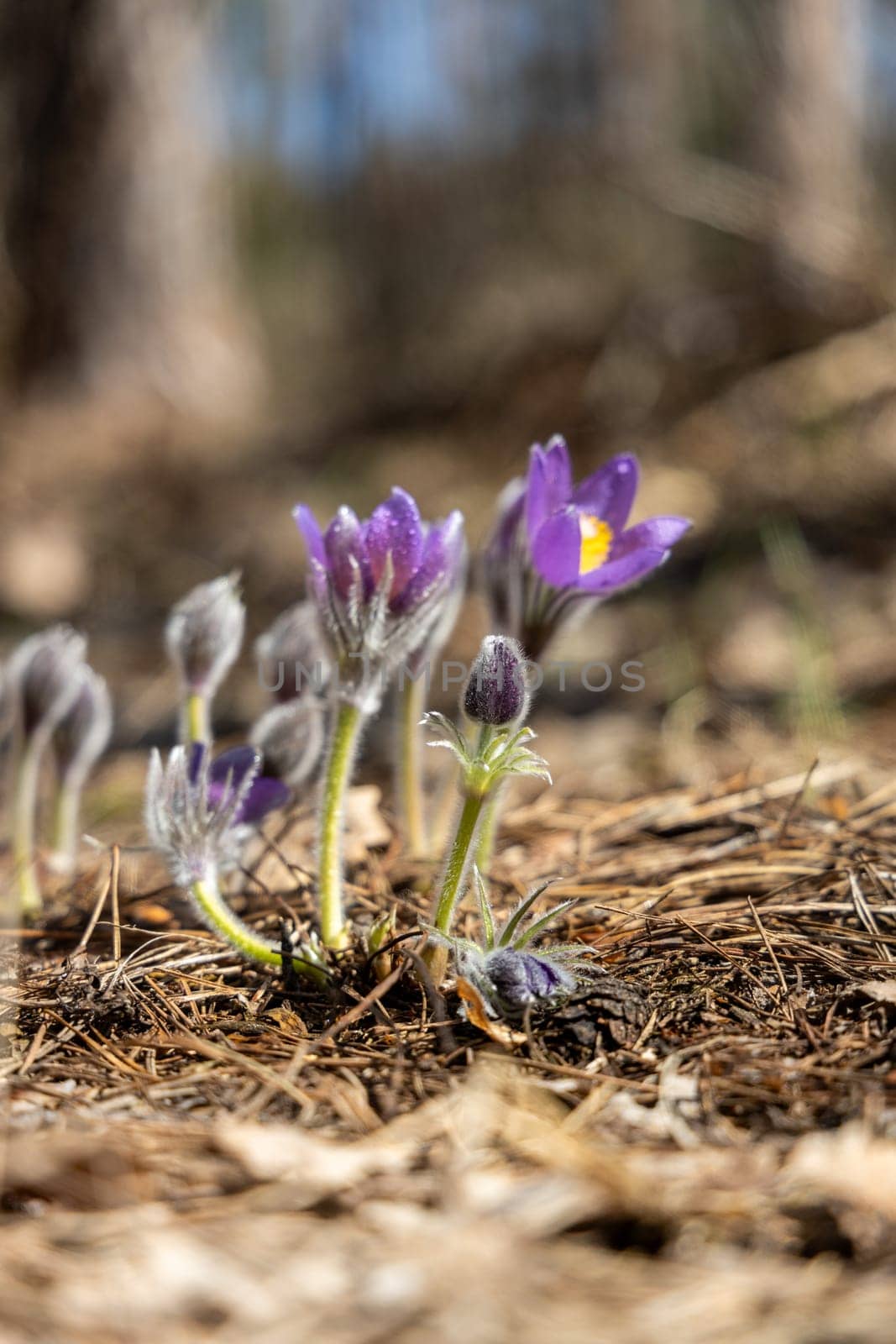Blooming purple pulsatilla patens flowers thrive among dry grass in a vibrant spring forest, showcasing nature's delicate beauty