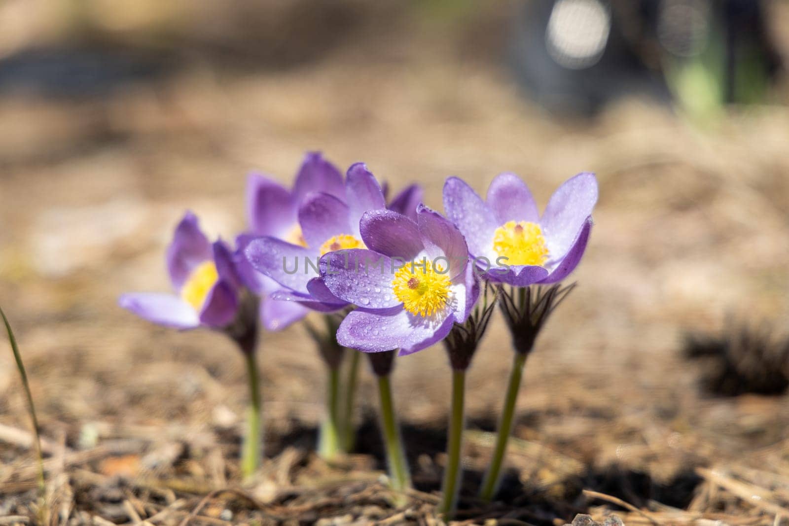 Dreamlike purple pasque flowers with yellow centers are blooming in a sunlit spring meadow, displaying the beauty of nature