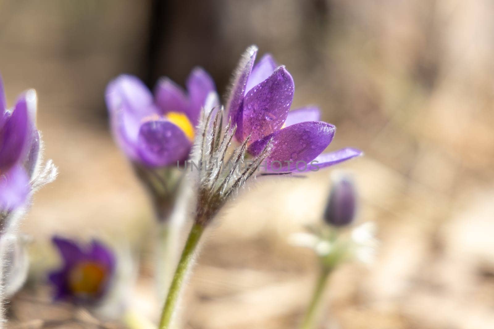 Purple pasque flower blooming in spring, covered in small water drops, with other flowers blurred in the background