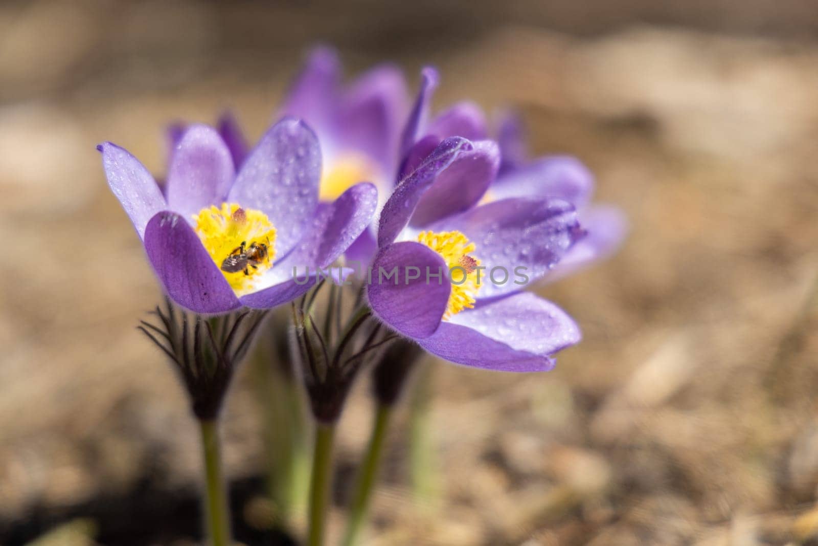 Honey bee collecting pollen and nectar on beautiful purple pasqueflower covered in dew drops, during springtime