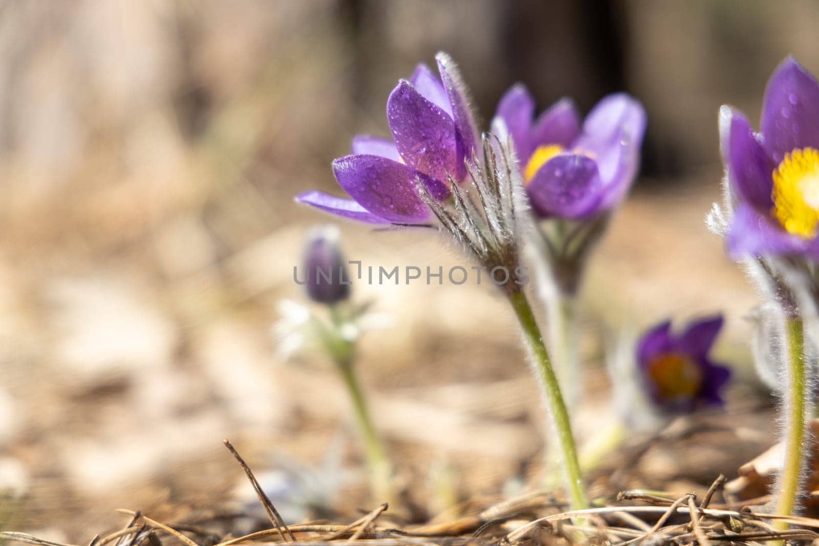Blooming purple pulsatilla patens flowers thrive in a vibrant spring forest, showcasing nature's beauty amidst the lush woodland environment