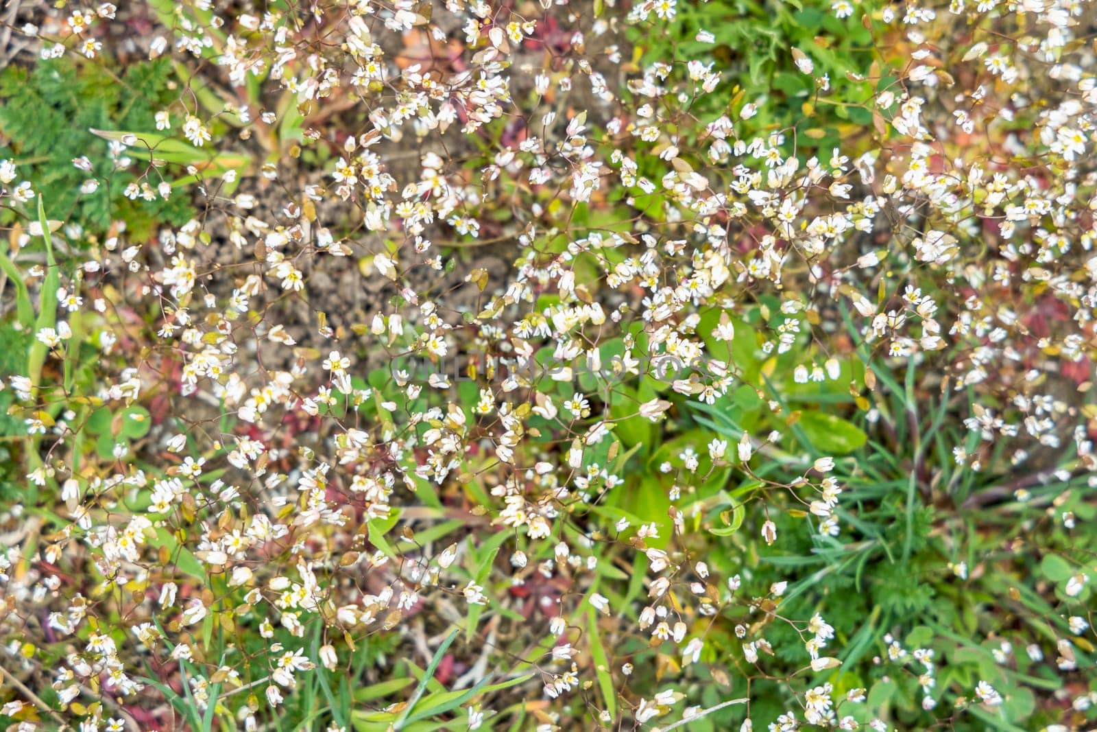 Delicate white wildflowers create a natural tapestry amidst vibrant green grass, showcasing the beauty of simple flora in a meadow