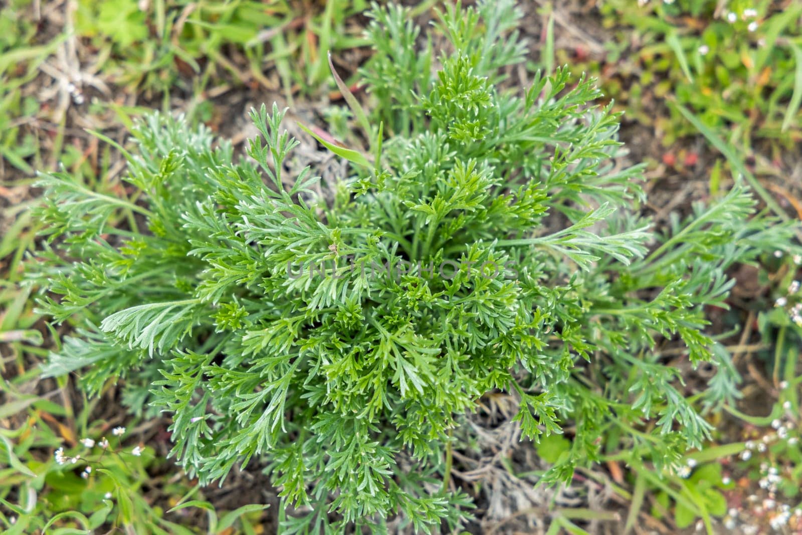 Close-up of a pineapple weed plant growing wild in a green grassy field