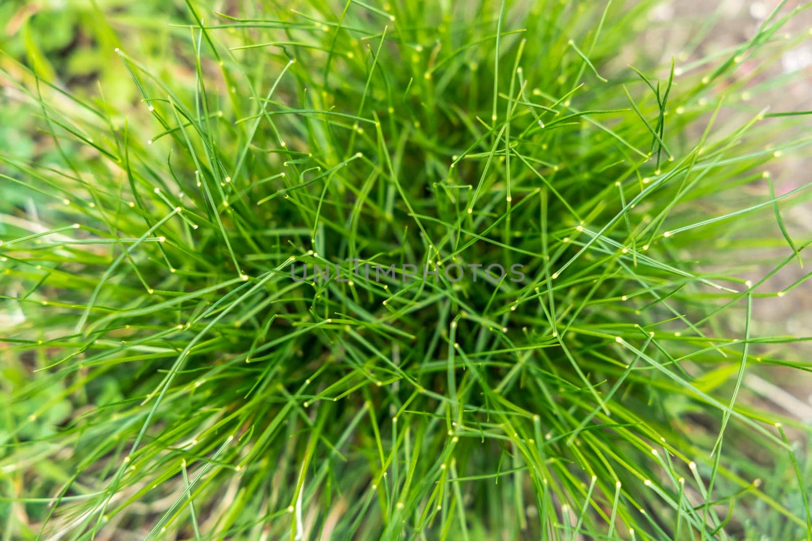 Vibrant green grass thrives in a natural setting, creating a close-up view of its texture and growth