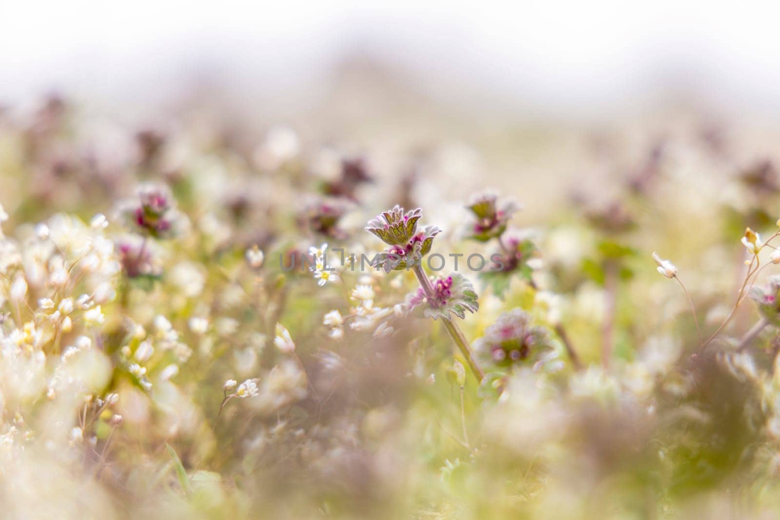 Close-up of lamium purpureum, commonly known as red dead-nettle, purple dead-nettle, or red henbit, growing in a field of small white flowers