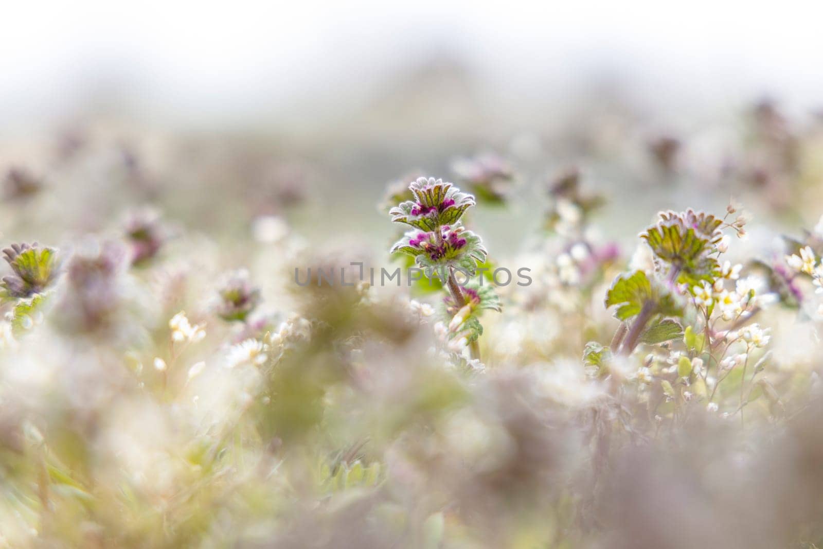 Close-up view of lamium purpureum flourishing in a vibrant field, surrounded by a softly blurred background, highlighting its delicate beauty