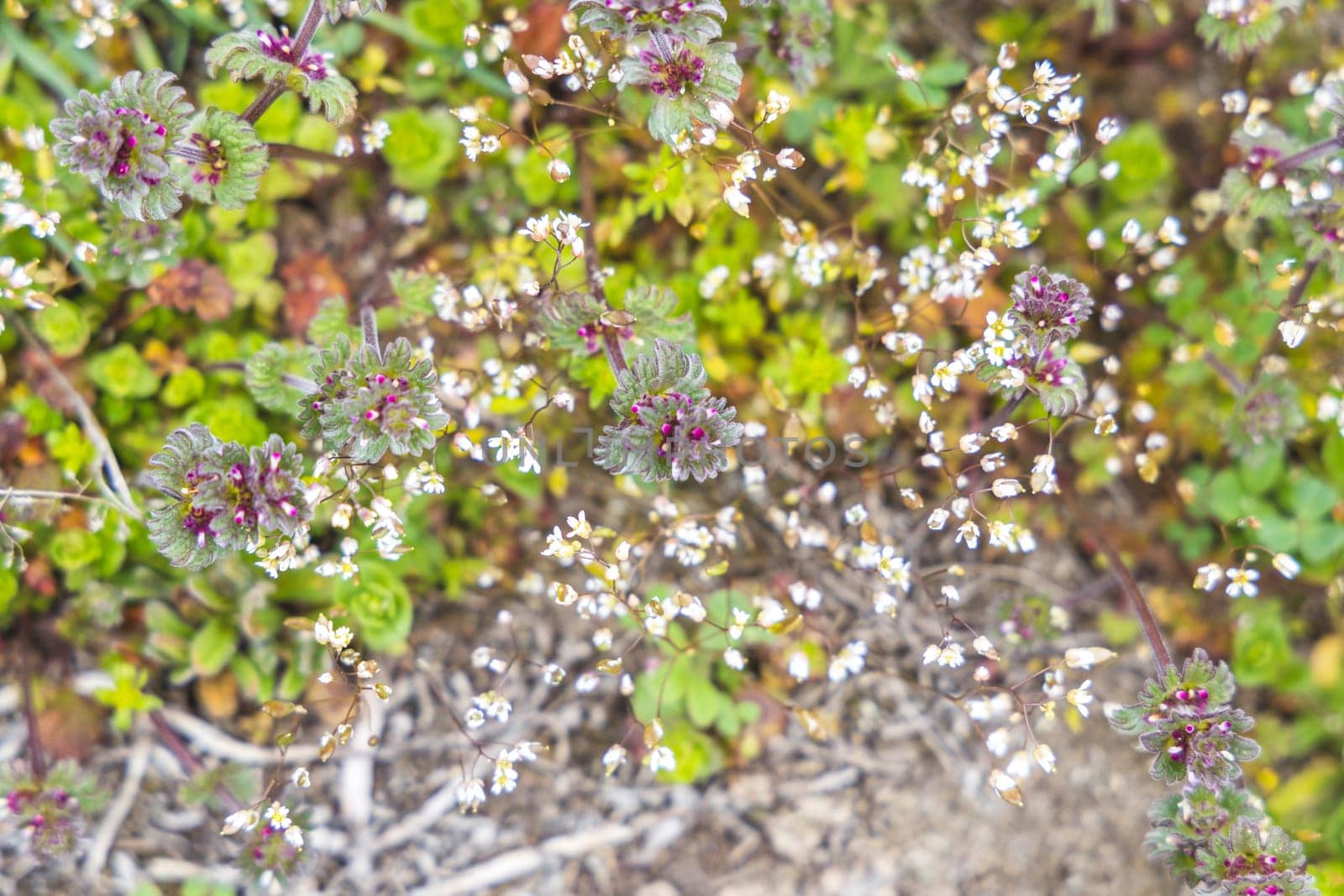 Close-up view of lamium purpureum and draba verna blossoming amidst lush greenery in a springtime meadow